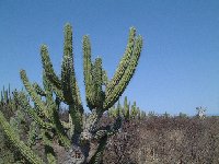 Stetsonia coryne Cactus Bolivia J.Ramirez also available by 100-1000-5000